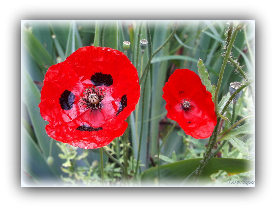 Photo Dans le jardin