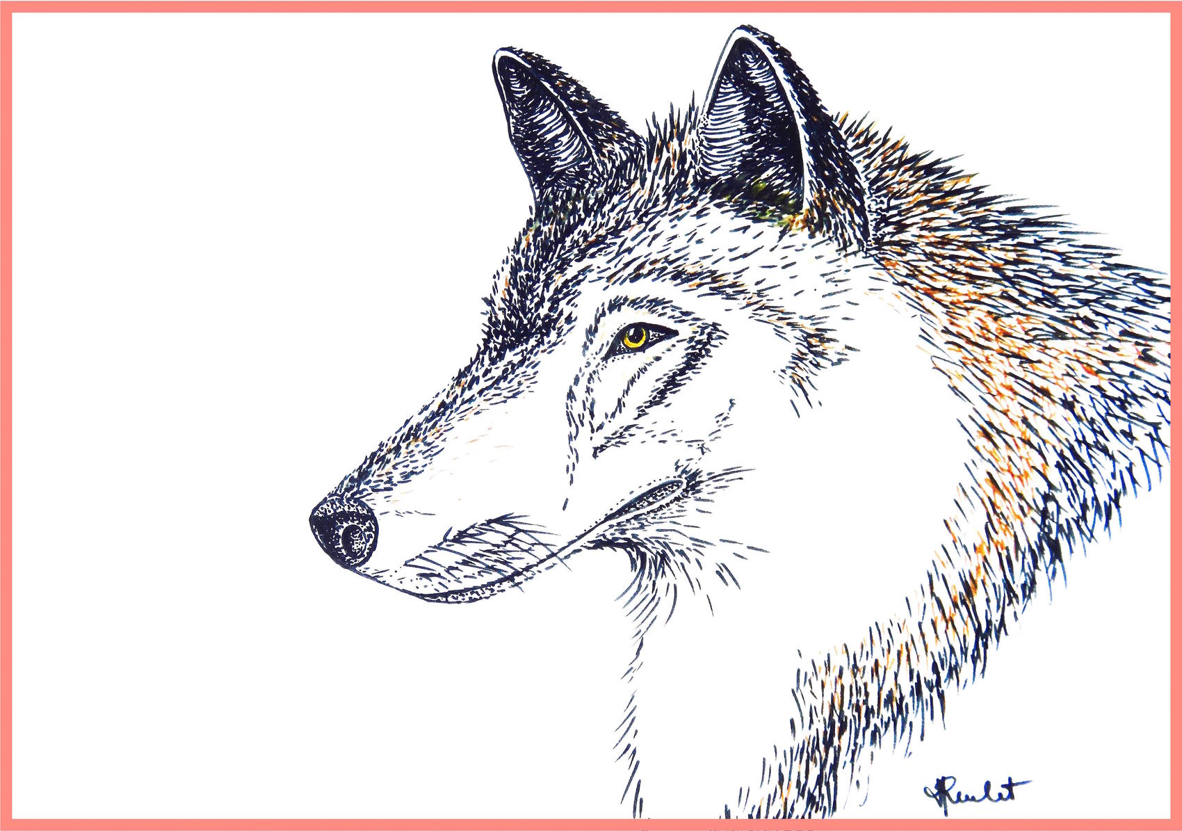Dessin Loup  portrait Drawing  Wolf s portrait