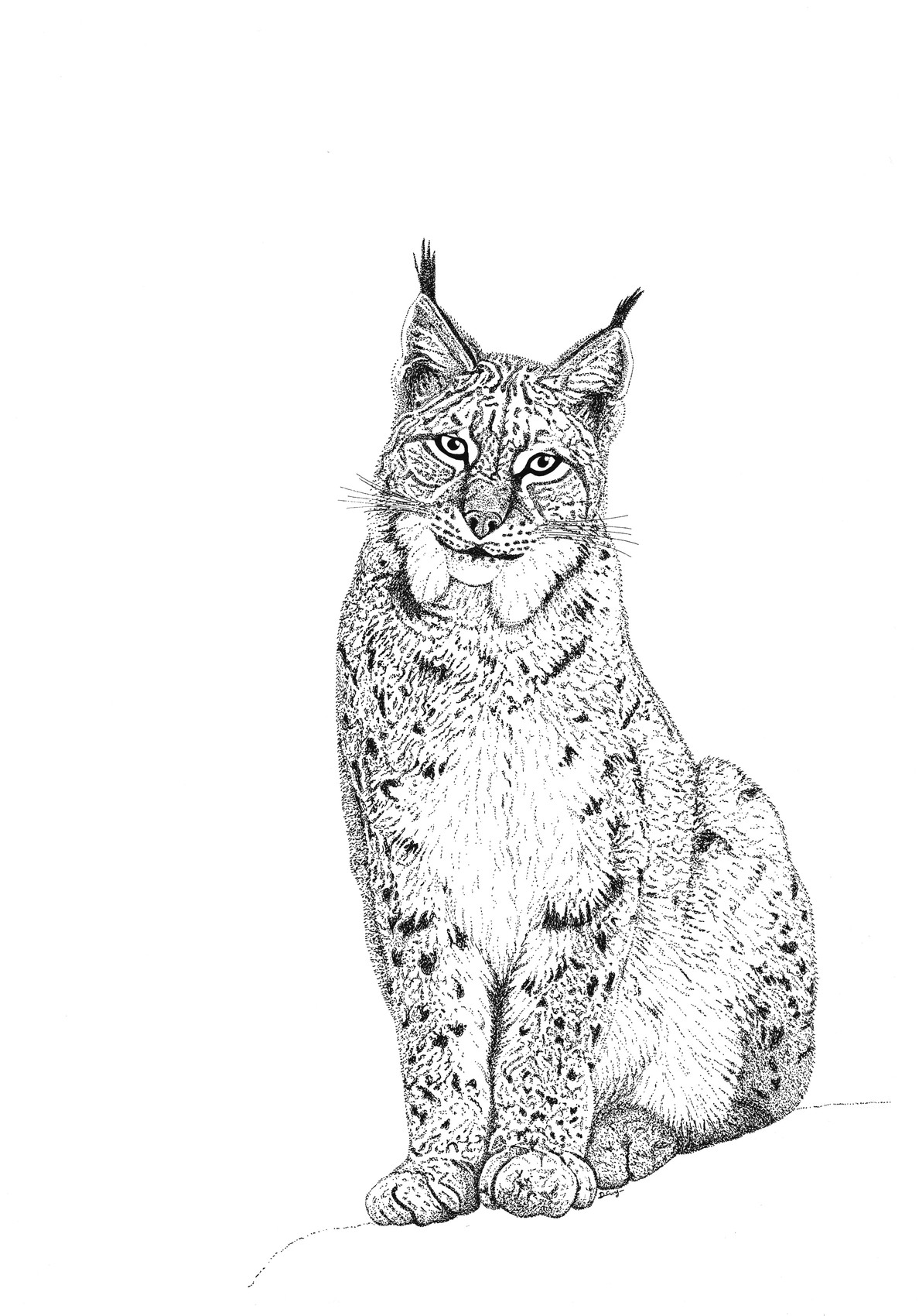 Dessin Lynx