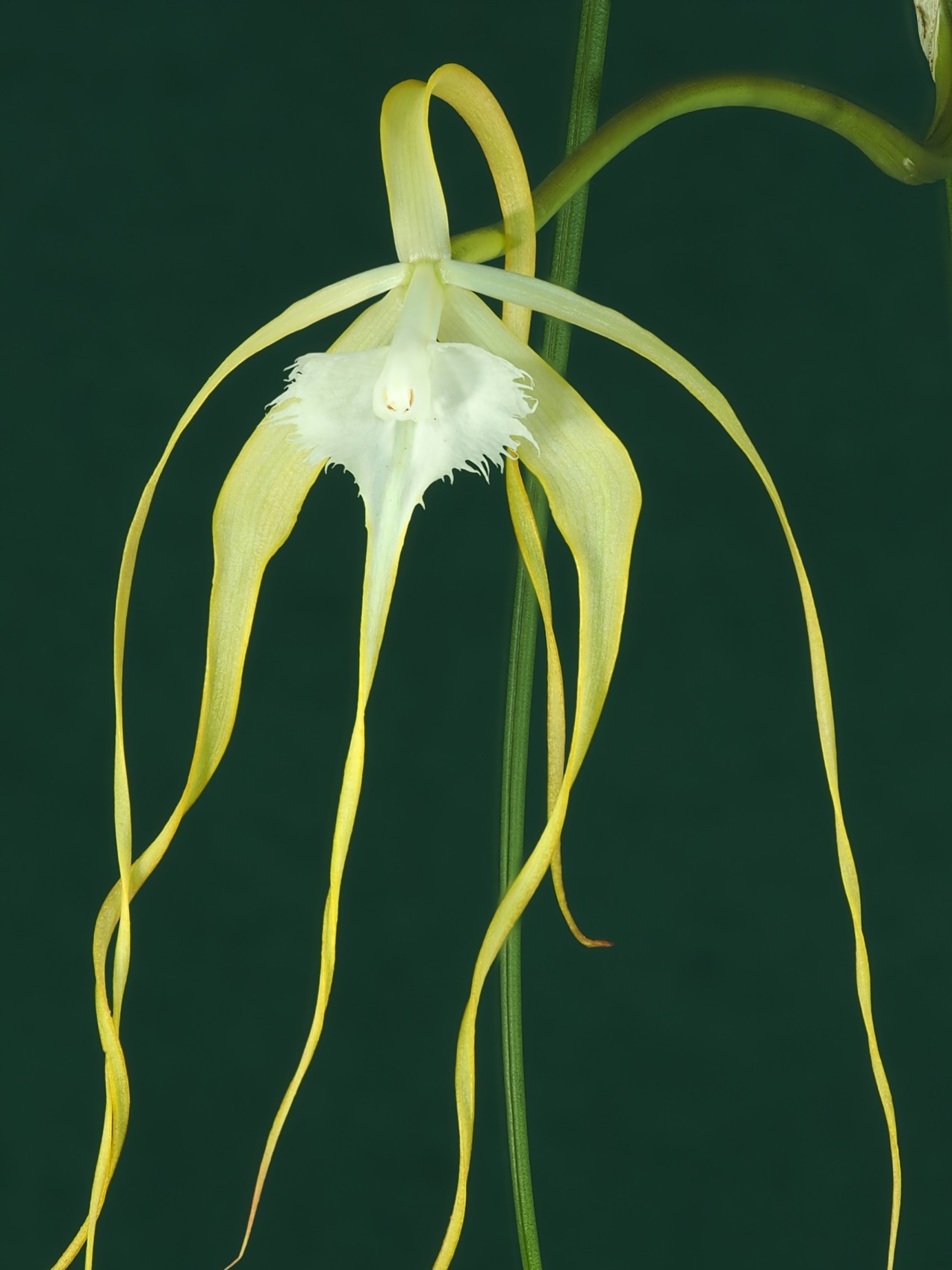 Photo Brassavola Cucullata