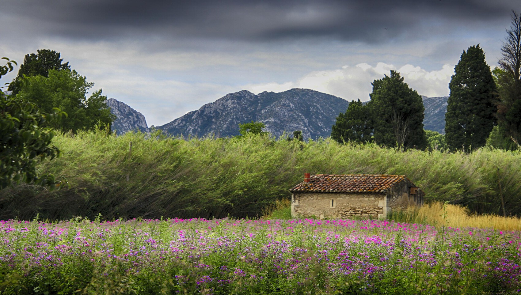 Photo fleurs des champs  Le fichier 20€  Tirages tous formats voir