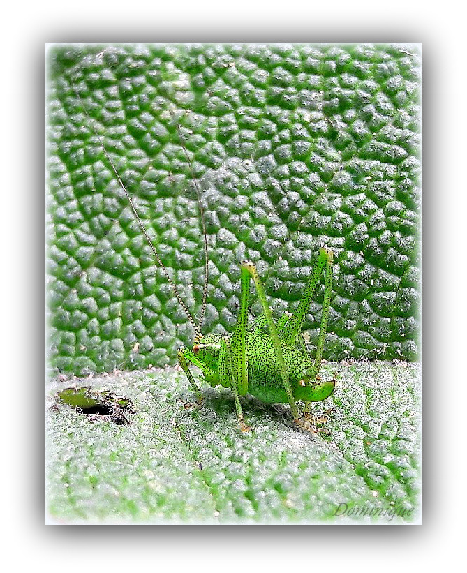 Photo Dans le jardin