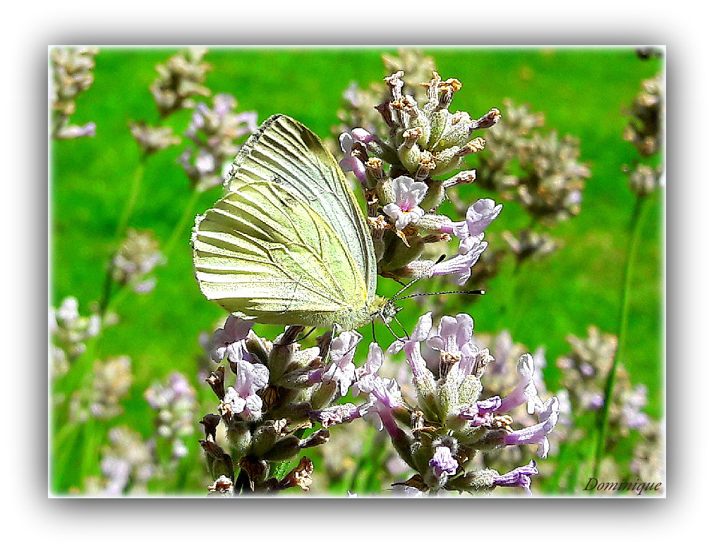 Photo Dans le jardin