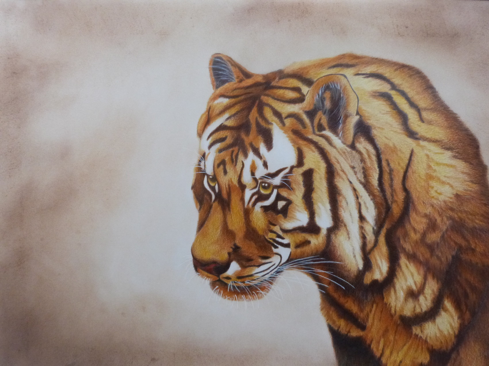 Dessin Le tigre