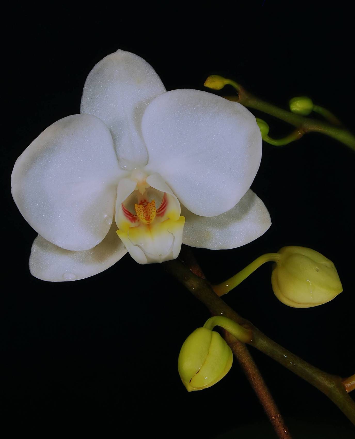 Пандора орхидея фаленопсис фото
