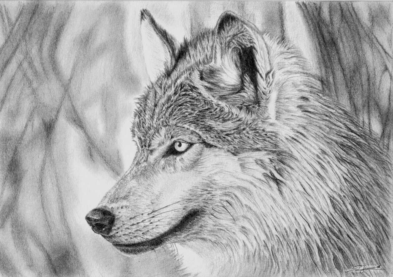dessin d un loup – dessin loup facile à faire – Crpodt