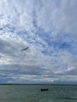 La mouette.