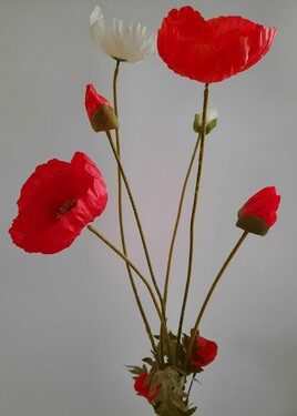 Coquelicots rouges et blancs