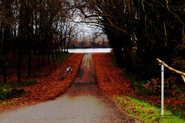 Le chemin qui mène au Rhin