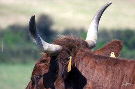 Cornes de vaches