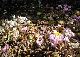 Tapis de crocus