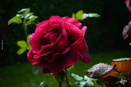Rose en rosée