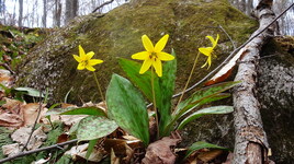 fleurs sauvages