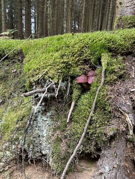 Les champignons…..quel bonheur les trouver et les manger…..