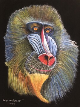 Le mandrill