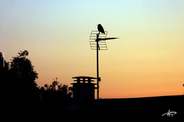 Contre jour crépusculaire sur radio corbeau