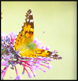 Belle dame (Vanessa cardui) 1-2 / Photo A Painted lady 1-2