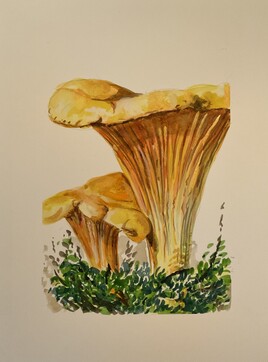 Chanterelles