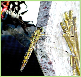 Libellule Orthetrum réticulé (Orthetrum cancellatum) / Photo Dragonfly A black-tailed skipper