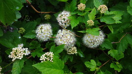 arbuste à fleurs blanches