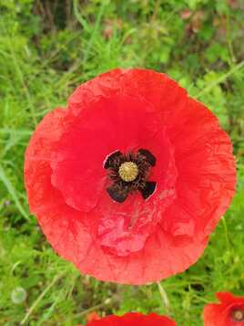 Joli Coquelicot