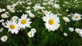 champ de marguerites