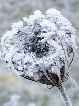 TEMPS GIVRE