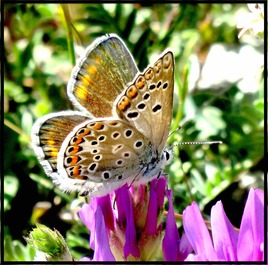 Azuré d’Escher femelle (Polyommatus enchéri) / Photo A Escher’s Blue female