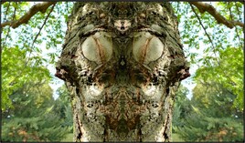 der waldbock - the forest-buck