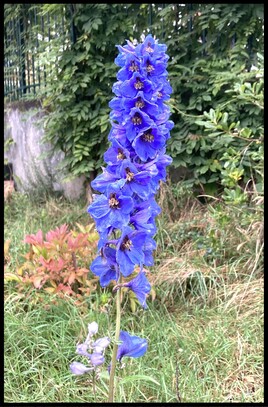 Delphinium / Photo Delphinium