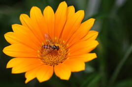 Abeille cherchant son pollen