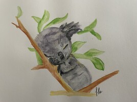 Koala