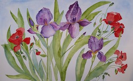 Iris et coquelicots