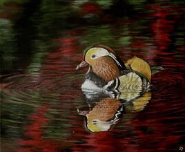 Mandarin au fil de l’eau