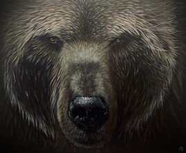 Le grizzly