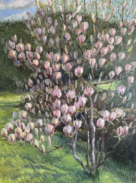 Un matin de mars, magnolias