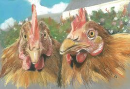 poules chelous