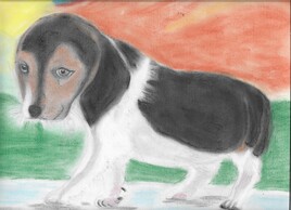 Chiot BEAGLE