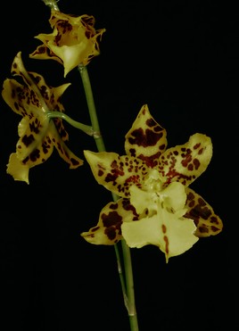 Odontocidium Tiger Hamburhen 'Michelle'