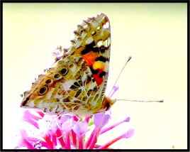 Belle dame (Vanessa cardui) 2-2 / Photo A Painted lady 2-2