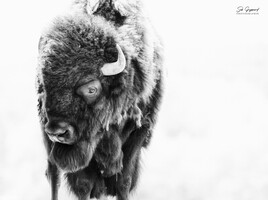 Bison.