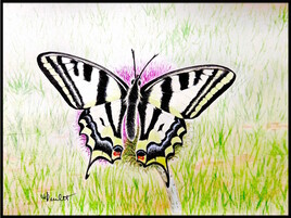 Alexanor (Papilio Alexanor) / Painting A southern Swallowtail