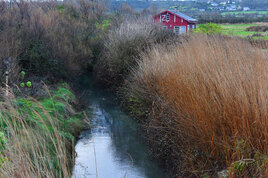 Marais de Nacqueville (Cotentin)