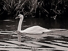 LE  LAC DES  CYGNES