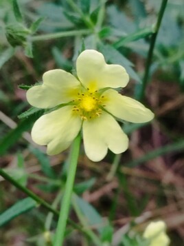 fleurs