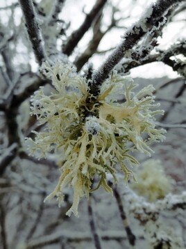 LICHEN