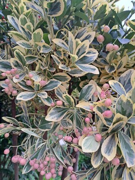 Mon jardin en hiver...by Fersé