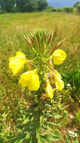 Onagre à grandes fleurs