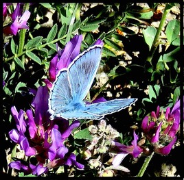 Azuré d’Escher mâle (Polyommatus enchéri) / Photo A Escher’s Blue male